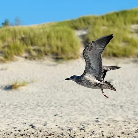 Słowińska łąka Dom wakacyjny *